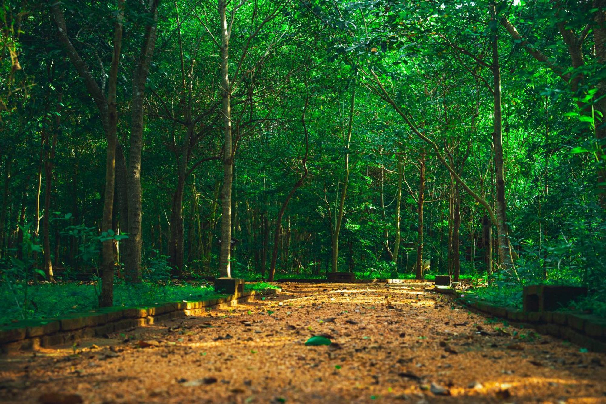 אנוראדפורה Kaala Kalaththewa Luxury Eco Resort מראה חיצוני תמונה